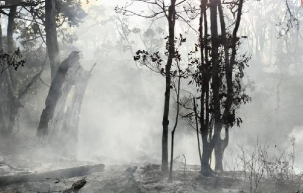 Penampakan kebakaran hutan dan lahan (karhutla) di petak 100 Pos 3 Gunung Buthak. SP/MLG