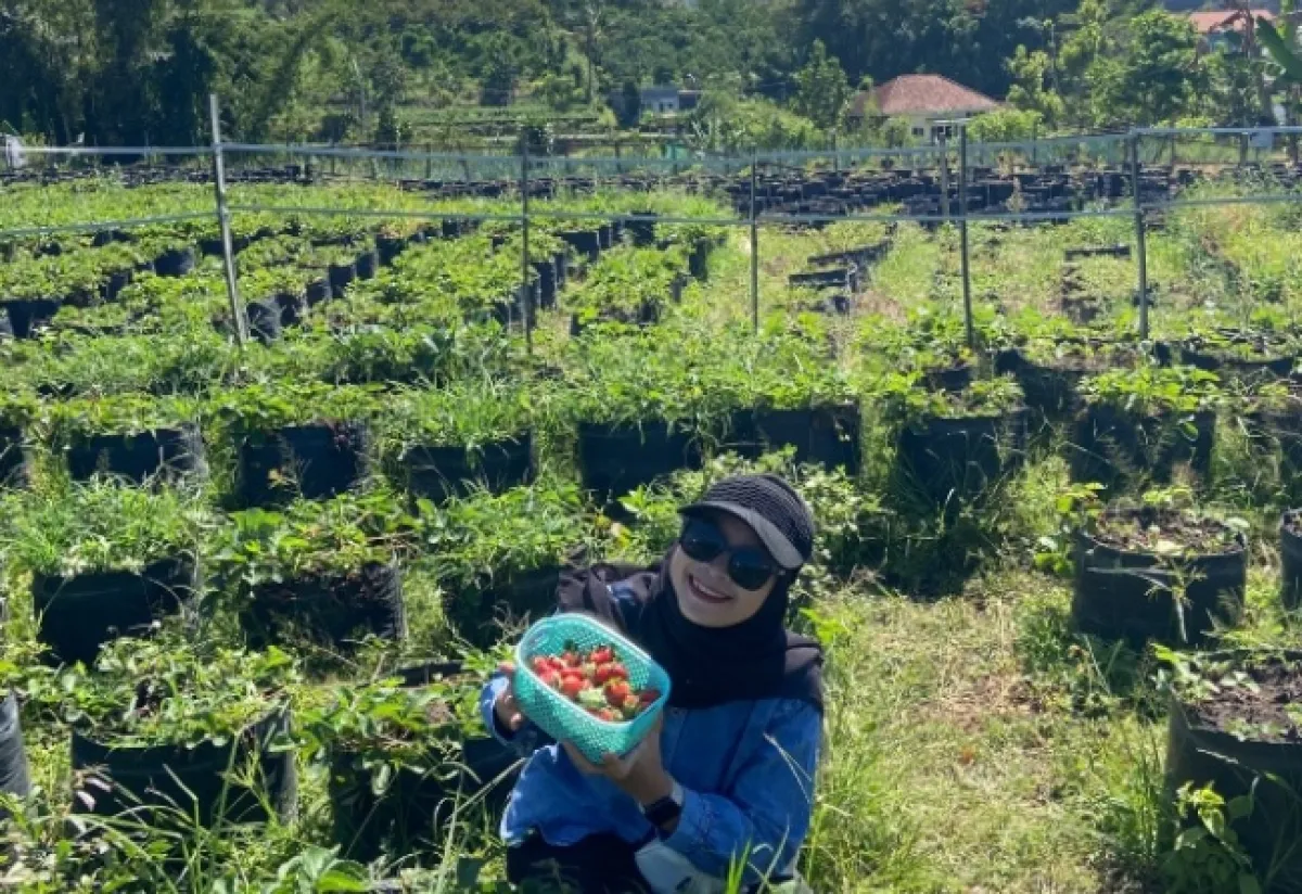 Menikmati Nuansa Petik Stroberi hingga Glamping di Desa Wisata Pandanrejo