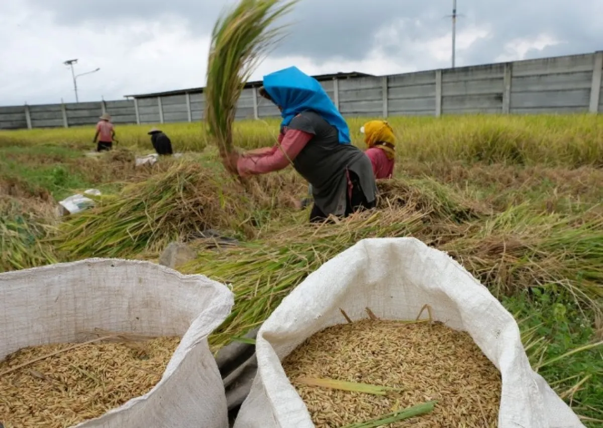 Petani Sumringah, Panen Padi Tuban Meningkat di Tengah Kemarau Panjang