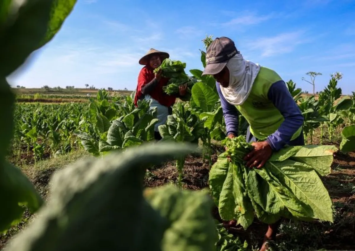 Biaya Produksi Naik, Petani Bojonegoro Keluhkan Harga Tembakau Justru Anjlok 