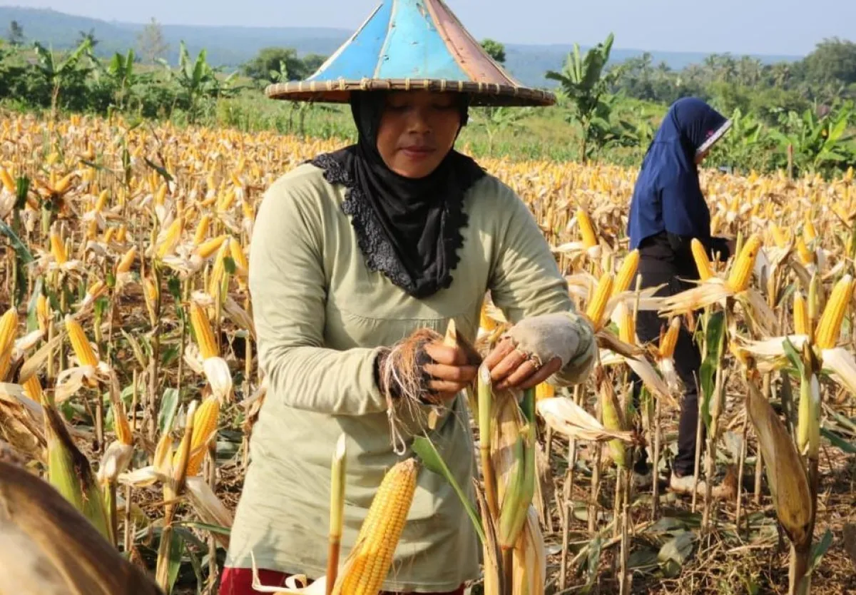 Berkah Bendungan Mengering, Petani di Ngawi Panen Padi hingga Jagung