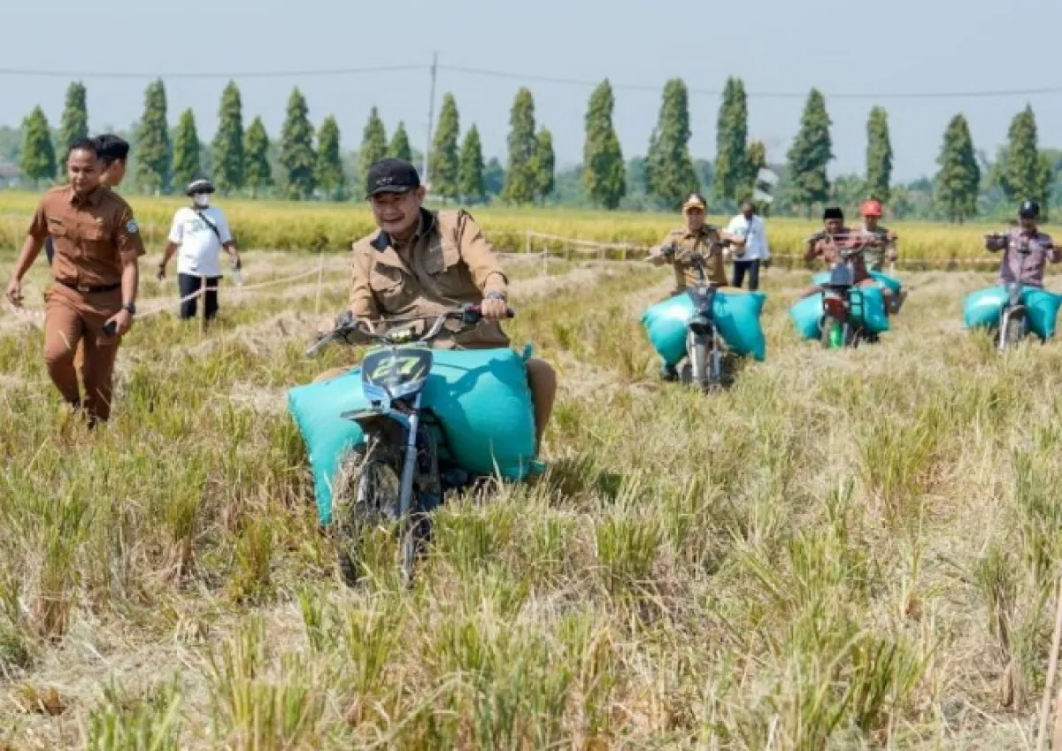 Panen Raya, Produktivitas Padi Truni Lamongan Capai 11,3 Ton per Hektare
