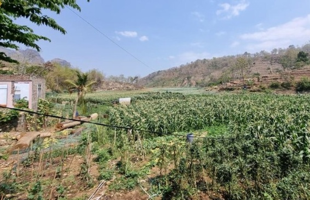 Waduk Bendo Ponorogo yang kekeringan ditanami jagung-kacang. SP/PNG