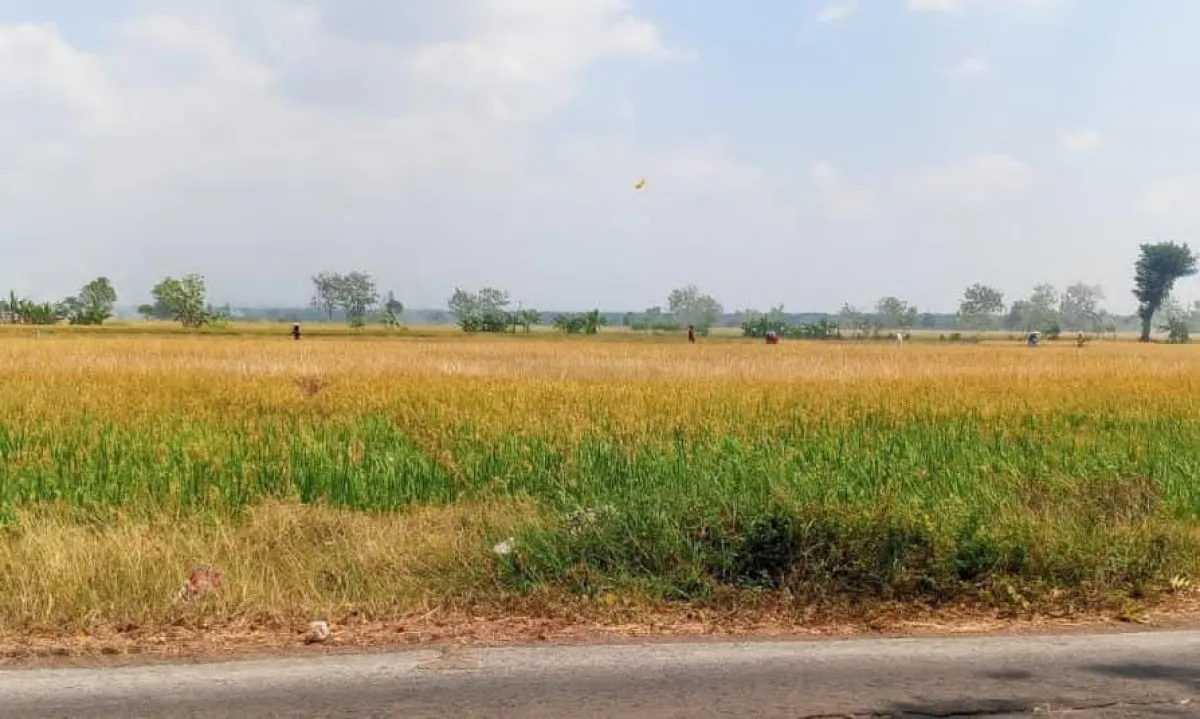 Harga Gabah Kering Sentuh 9 Ribu, Bulog Sebut Petani Diuntungkan