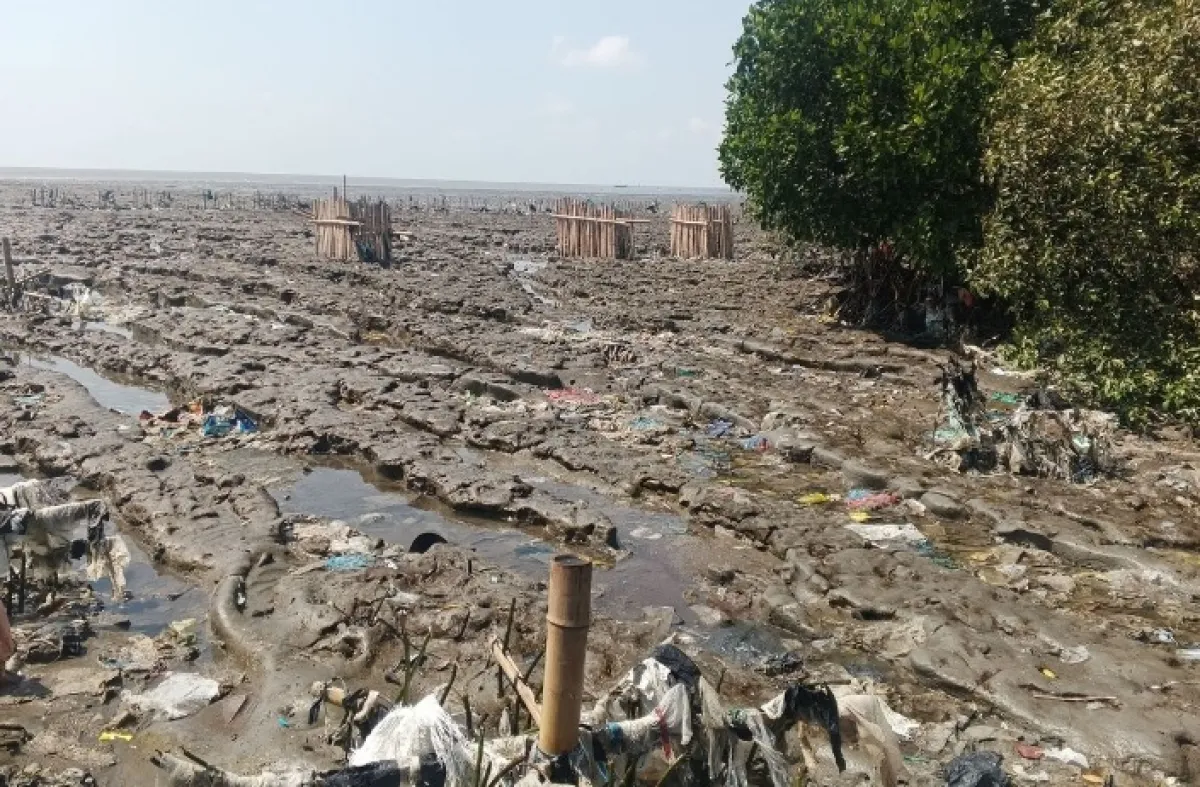 Terancam Dikepung Sampah, Aliran Anak Sungai Hutan Mangrove Seperti TPA