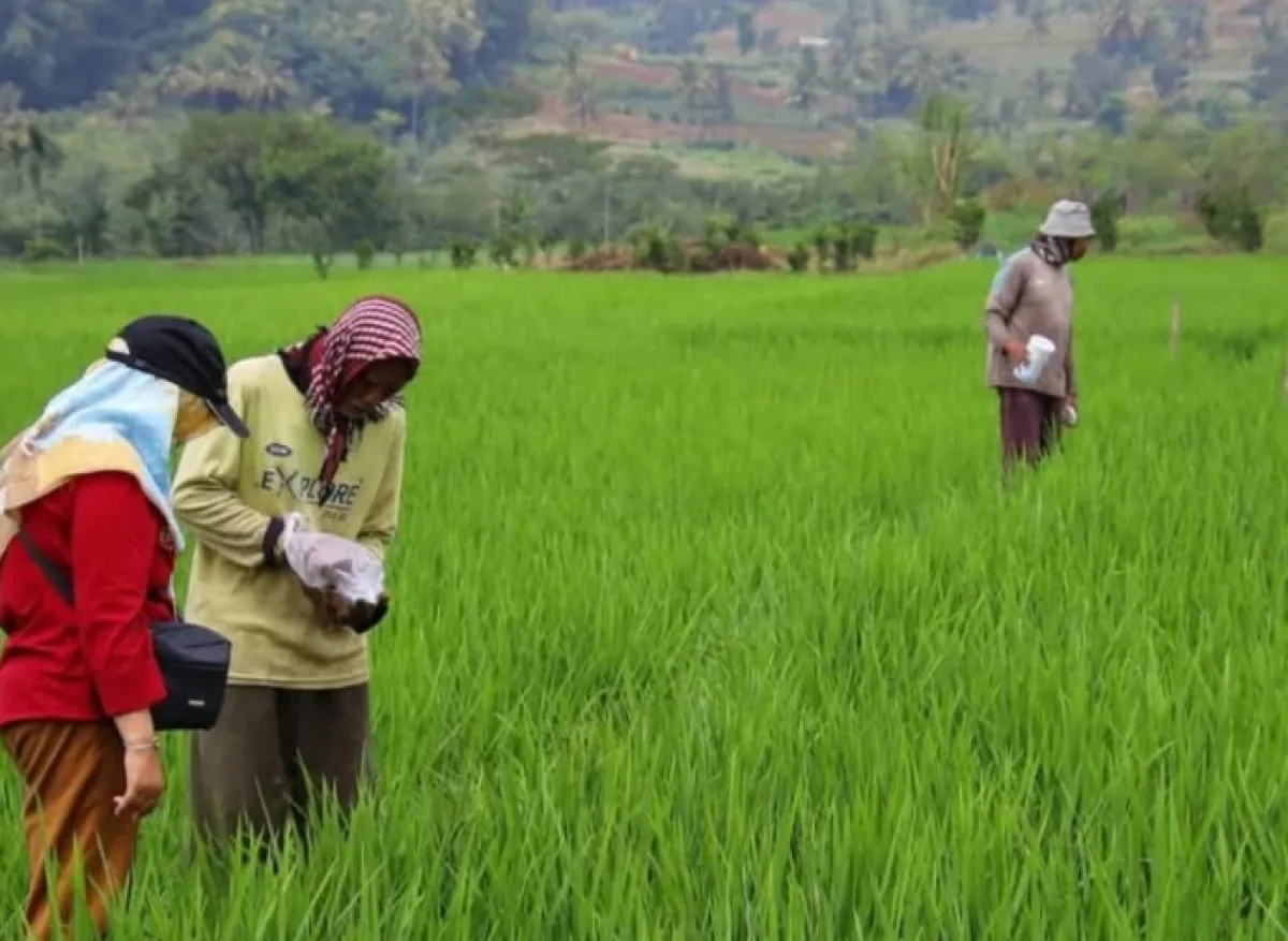 Petani di Kota Batu Kian Terjepit, Bantuan Pupuk Organik Dipangkas hingga 70 Persen