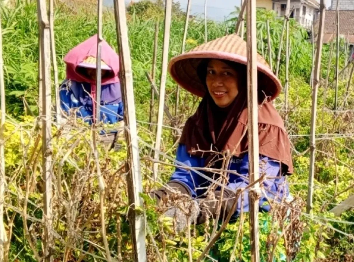 Stok Mulai Menipis, Harga Cabai Rawit di Kota Batu Tembus Rp60 Ribu per Kg saat Kemarau
