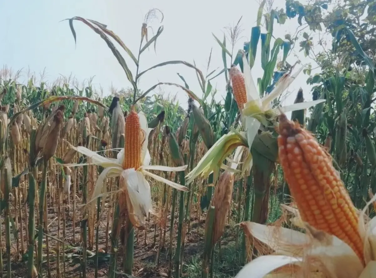 Kabar Manis! Harga Jagung di Magetan Naik 27 Persen, Tembus Rp7.400 per Kg