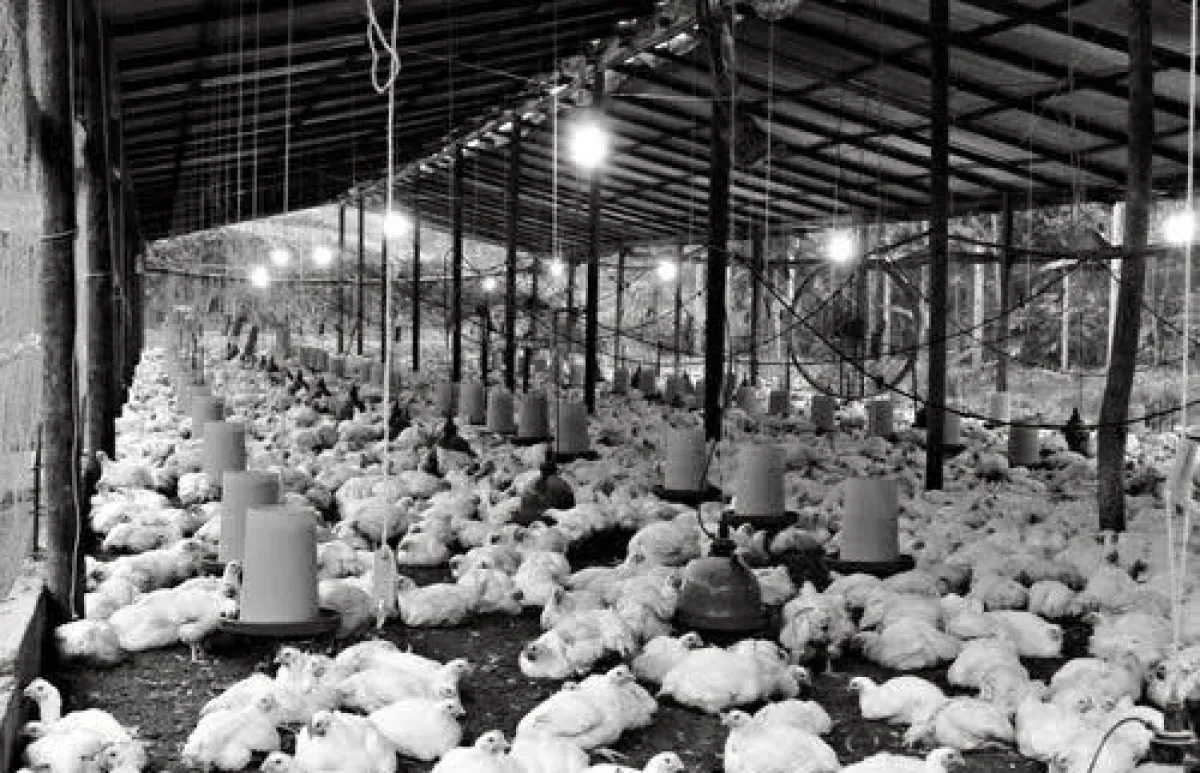 Peternak Ayam Broiler Semakin Terjepit