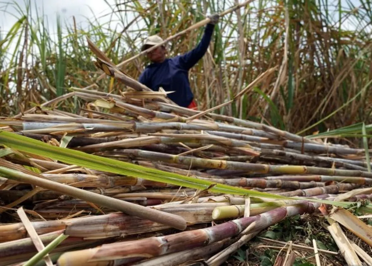 Lewat Program Bongkar Ratoon, Pemkab Tulungagung Genjot Produktivitas Tebu