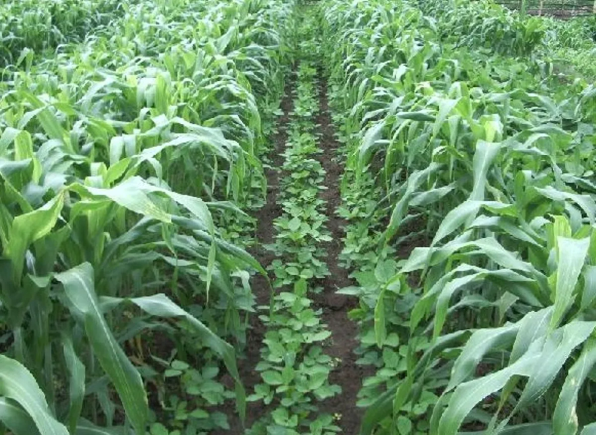 Minim Air, Petani Pacitan Terapkan Sistem Tumpangsari Palawija dan Tembakau