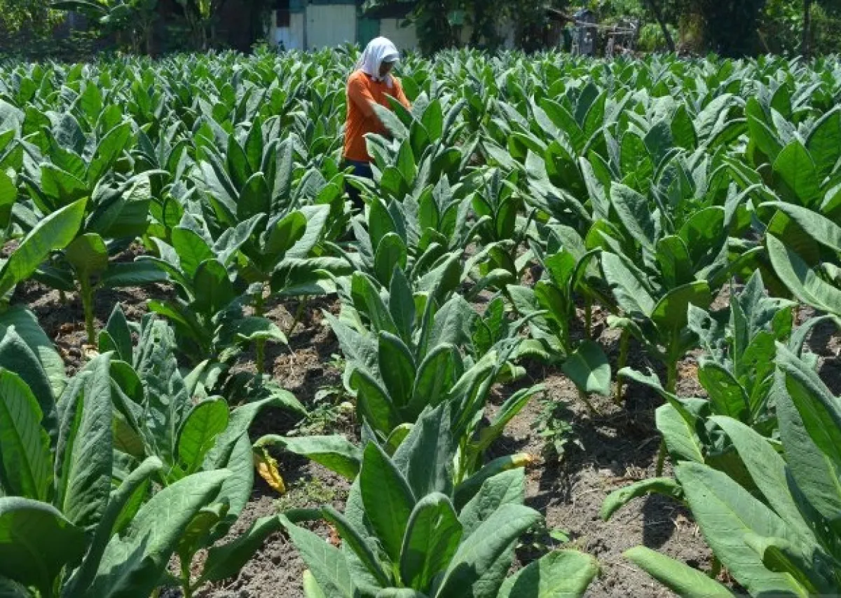 Hadapi Anomali Musim, Produksi Tembakau di Jombang Menyusut 50 Persen