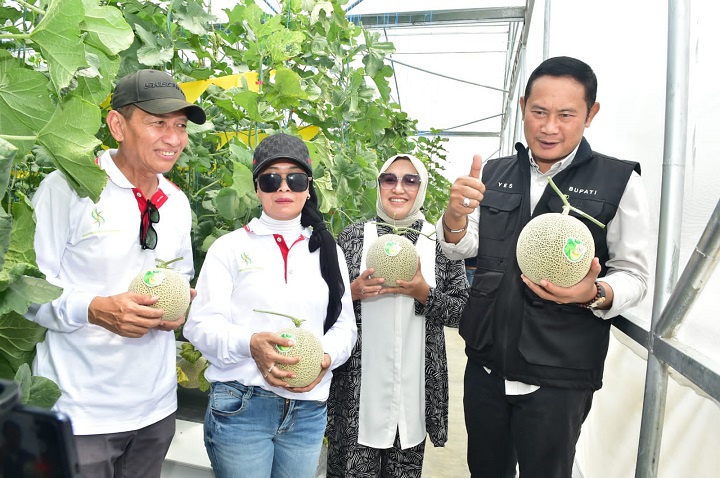 Bupati bersama istri saat ikut memanen perdana melon premium dengan media media hidroponik di Ngimbang. SP/MUHAJIRIN KASRUN