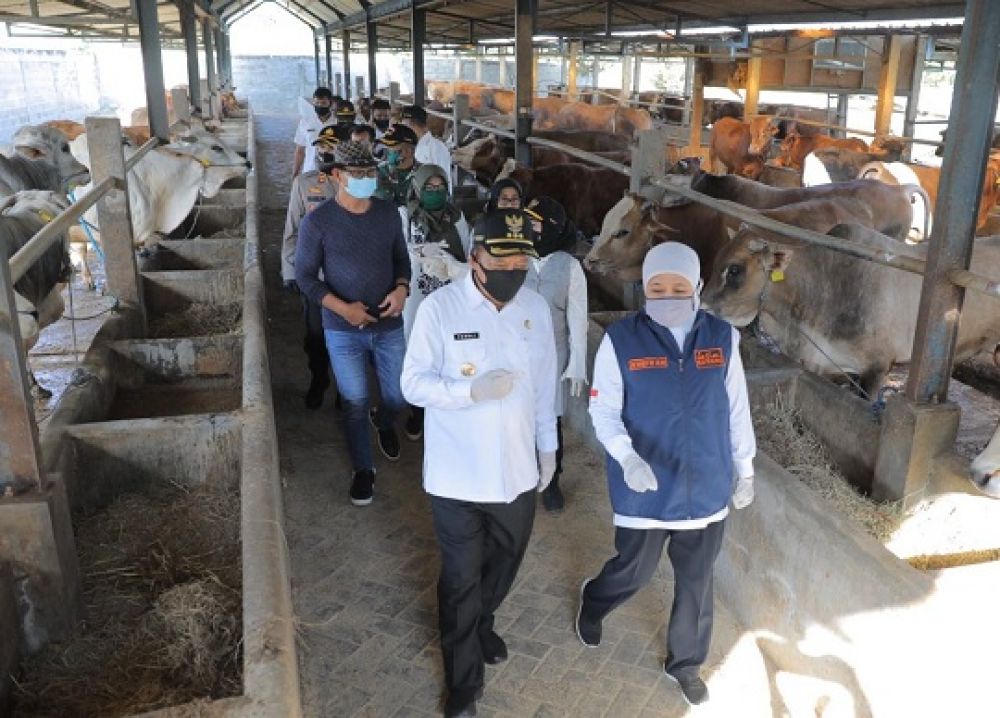 Gubernur Jawa Timur, Khofifah Indar Parawansa mengunjungi dua peternakan sapi di Desa Pilanggot, Ds. Wonokromo, Kecamatan Tikung, Kabupaten Lamongan, Rabu (22/7/2020).SP/SDT