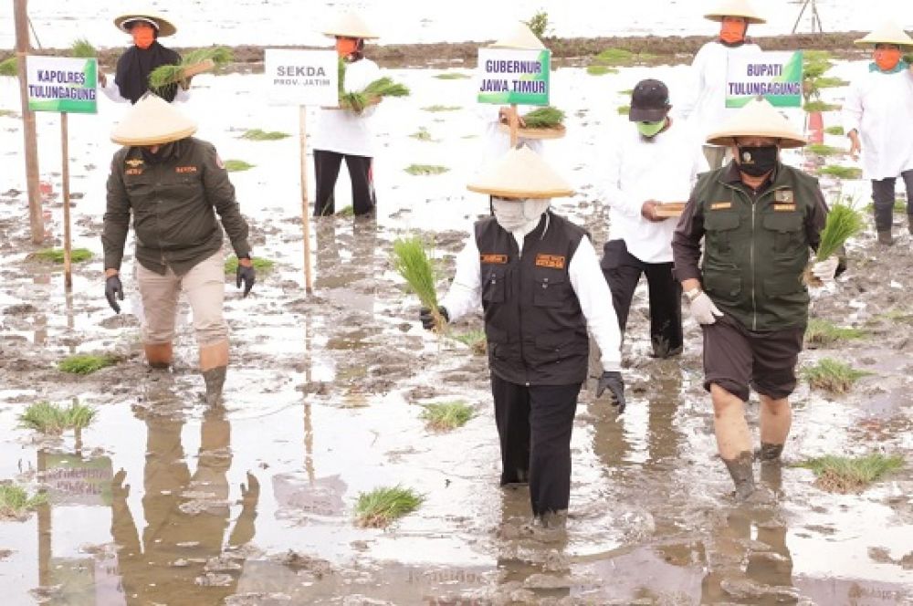  Gubernur Jawa Timur Khofifah Indar Parawansa bersama Bupati Tulungagung Maryoto Birowo dan Sekdaprov Jatim Heru Tjahjono beserta Forkopimda Tulungagung melakukan Gerakan Percepatan Tanam Padi pada musim kemarau . SP/ADT