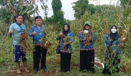 Panen kacang dengan perlakuan biosaka di Kabupaten Bojonegoro. Foto: Pemkab Bojonegoro.