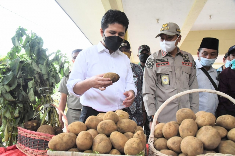 Wakil Gubernur Jawa Timur Emil Elestianto Dardak saat menghadiri Panen Raya Kentang Organik di Desa Pusung Malang, Lereng Gunung Bromo, Kecamatan Puspo, Kab. Pasuruan, Kamis (11/11/2021).  SP/KOMINFO JATIM