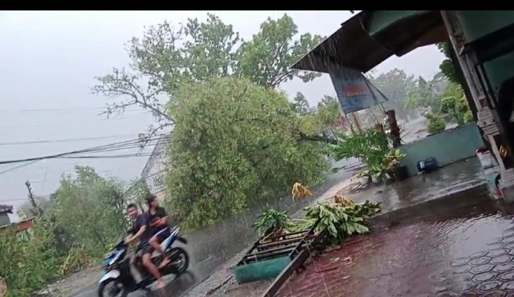 Selain terjadi hujan es, juga hujan yang disertai angin kencang merobohkan pohon asam di Di Dusun Patihan, Desa Sukorejo, Kecamatan Turi.  SP/MUHAJIRIN 
