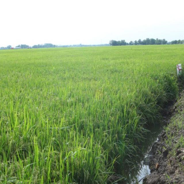 Lahan tanaman padi. SP/Dir