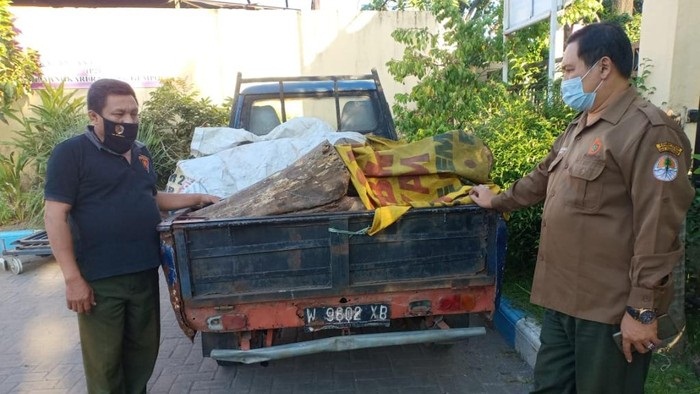 Polisi mengamankan sejumlah kayu sonokeling yang merupakan hasil curian.