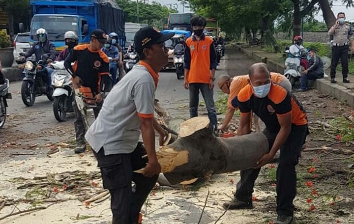 Petugas BPBD pasuruan mengevakuasi pohon tumbang yang menewaskan seorang pengendara sepeda motor. 