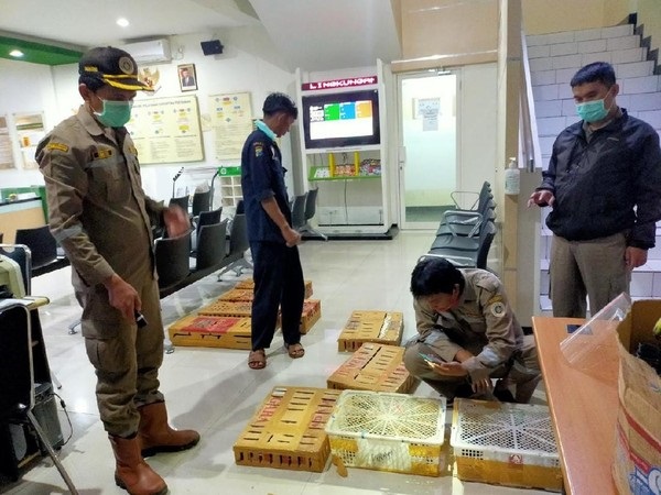 Sejumlah unggas yang diselundupkan disembunyikan dalam kardus dan keranjang. 