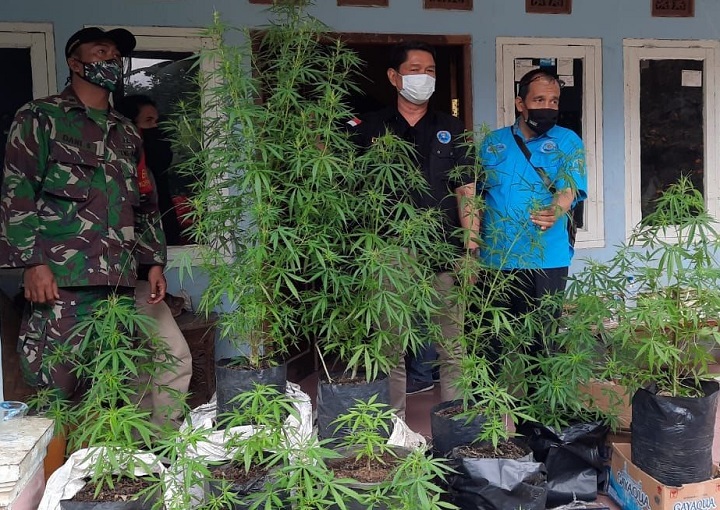 Tanaman ganja yang ditanam tersangka digerebek BNN Tasikmalaya.