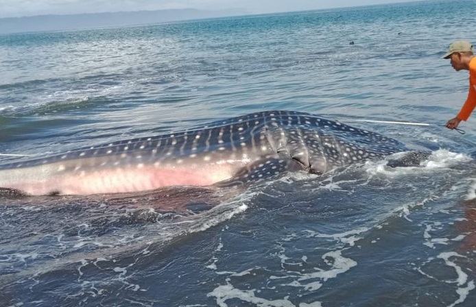 Hiu tutul terdampar di pantai selatan Jember, Senin (29/08/2022)