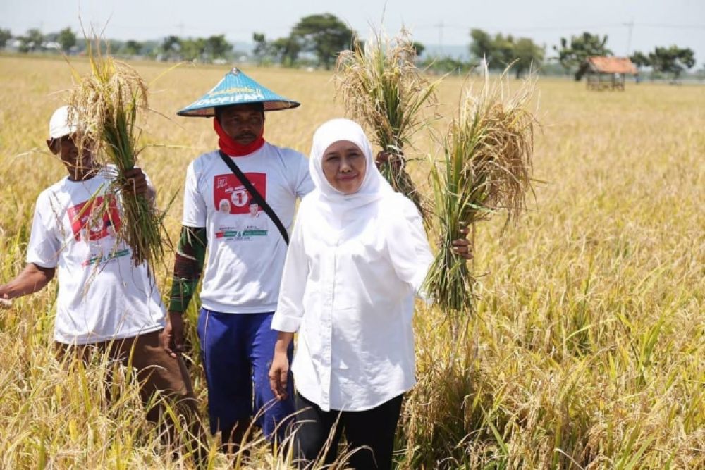 Gubernur Jawa Timur, Khofifah saat panen raya