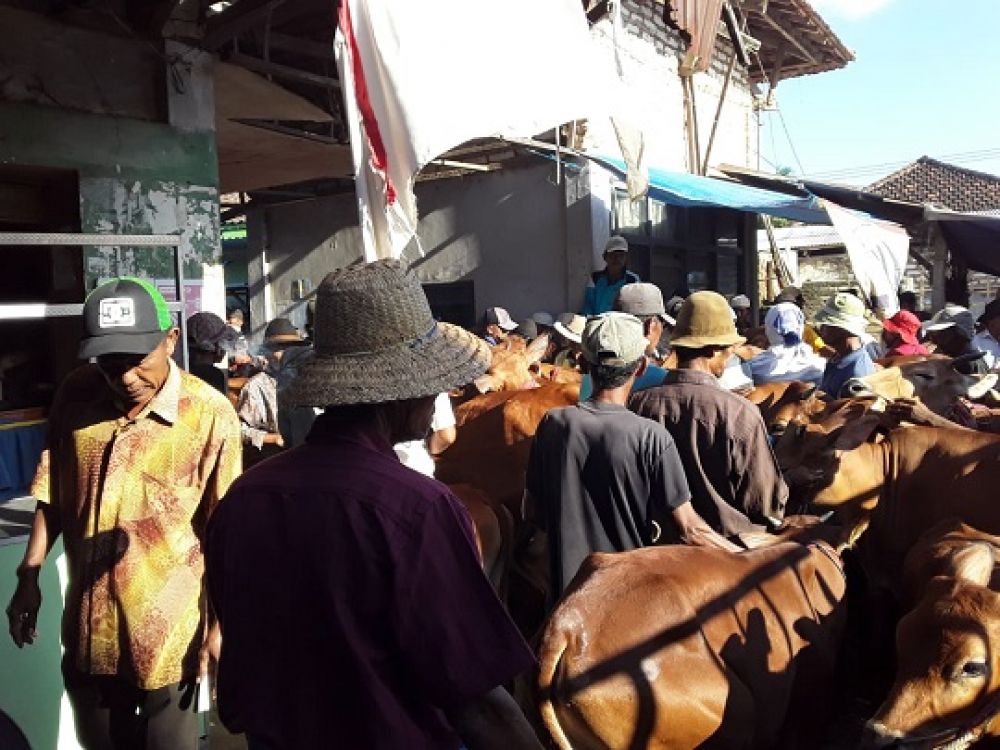 Para pedagang sapi membludak memadati Pasar Lenteng, Minggu (28/06). Ainur Rahman/Sp