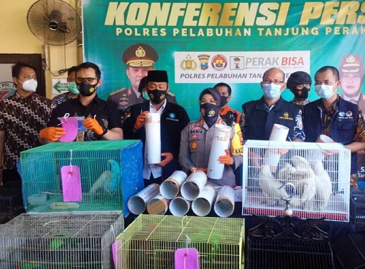 Kapolres Pelabuhan Tanjung Perak AKBP Ganis Setyaningrum menunjukkan barang bukti pipa paralon dan ratusan burung yang diselundupkan dari Sulawesi Selatan. SP/Septyan