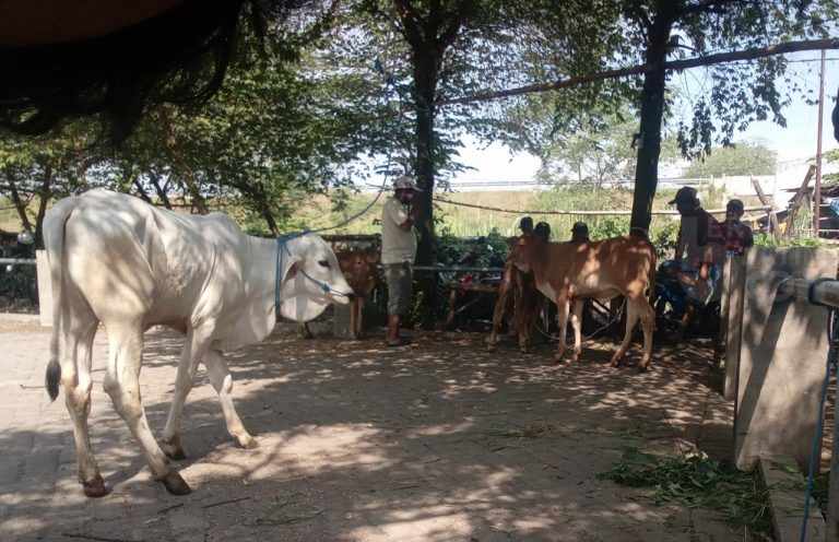 Salah satu pasar hewan yang ada di kecamatan Grati kabupaten Pasuruan