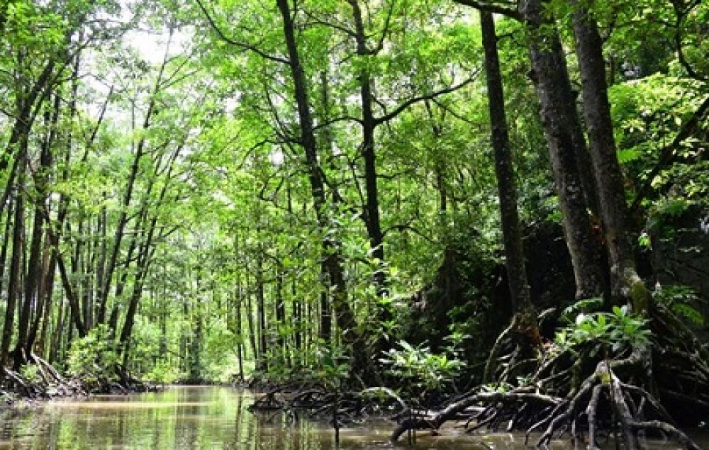 Shenzhen Mangrove Nature Reserve terletak di pantai timur laut Teluk Shenzhen