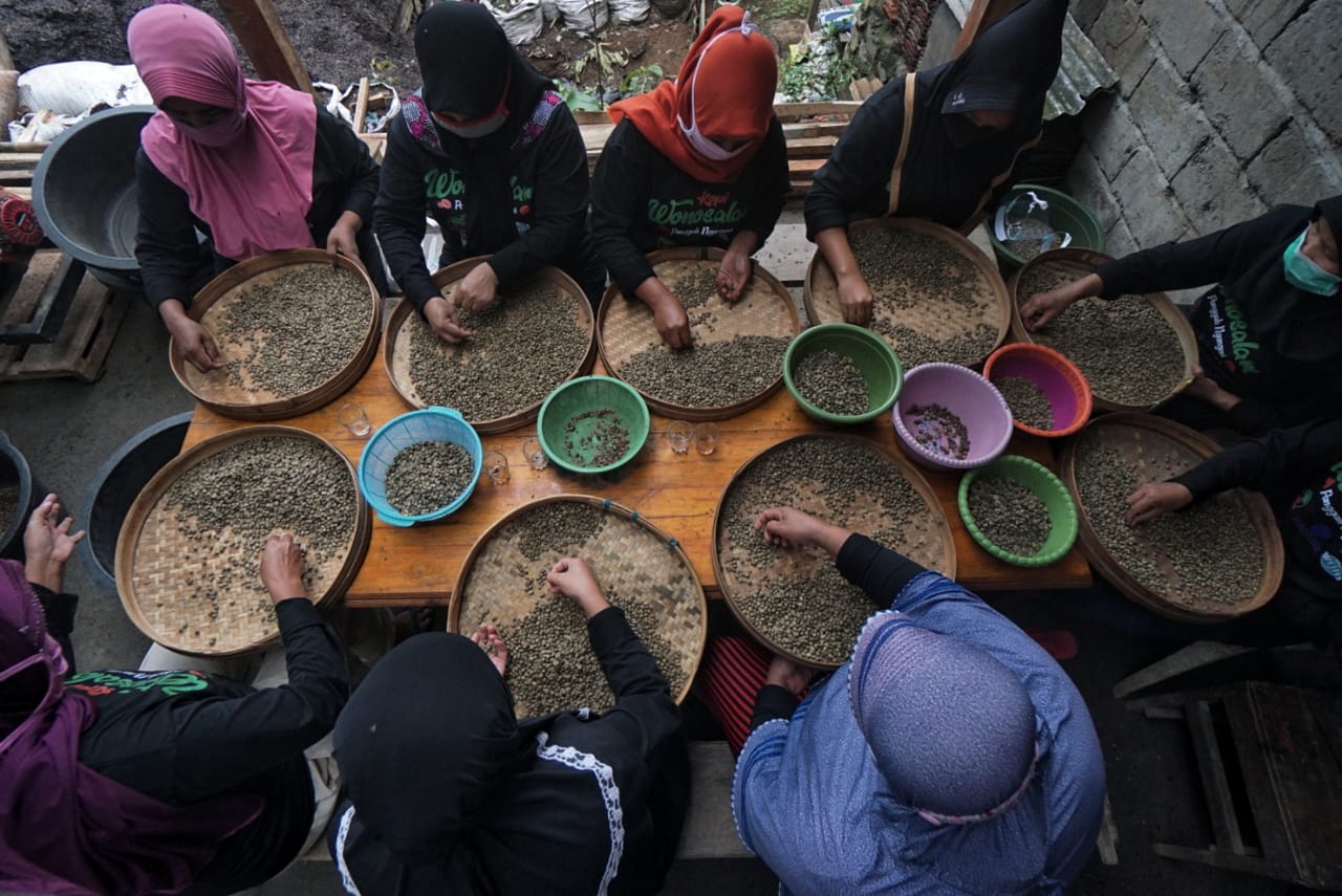 Warga desa Wonosalam, Kabupaten Jombang saat mengolah biji kopi. SP/ Julian