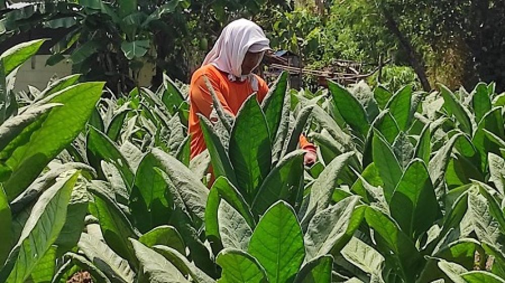 Petani tembakau di Desa Kedungdowo, Kecamatan Ploso, Jombang. SP/M. Yusuf