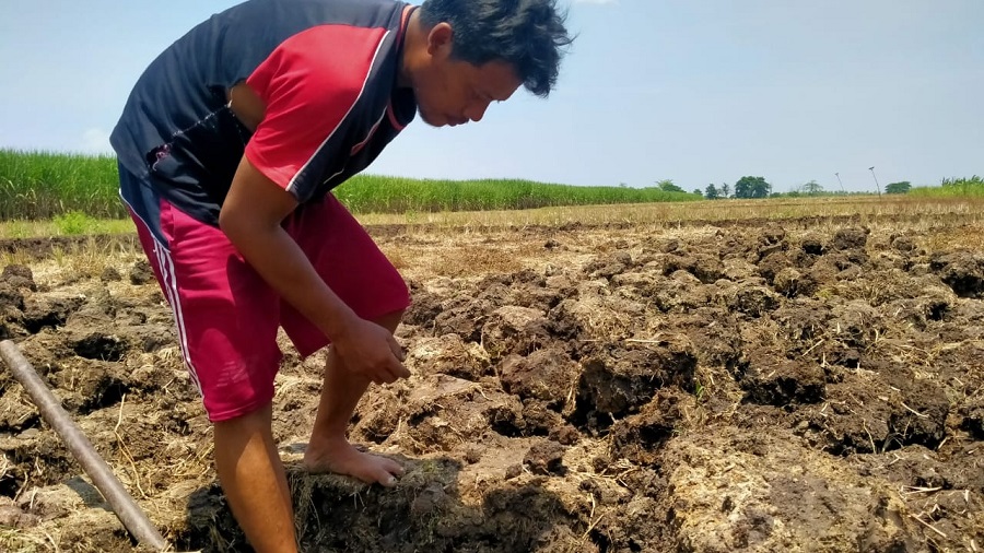 Warga saat sedang mencari koin kuno di Dusun Mojounggul, Desa/Kecamatan Bareng, Jombang. SP/ M. Yusuf