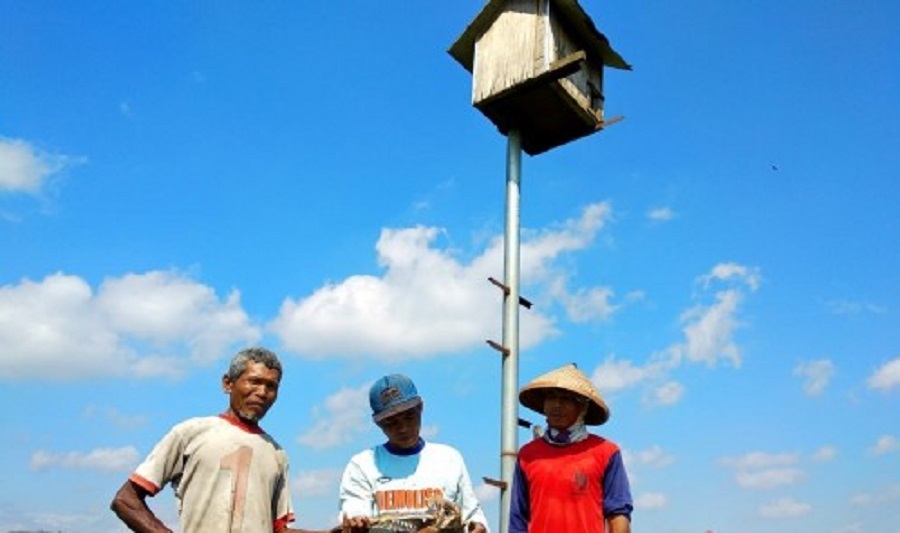 Warga Desa Sumberjati, Kabupaten Blitar basmi hama tikus dengan burung hantu. SP/ JT