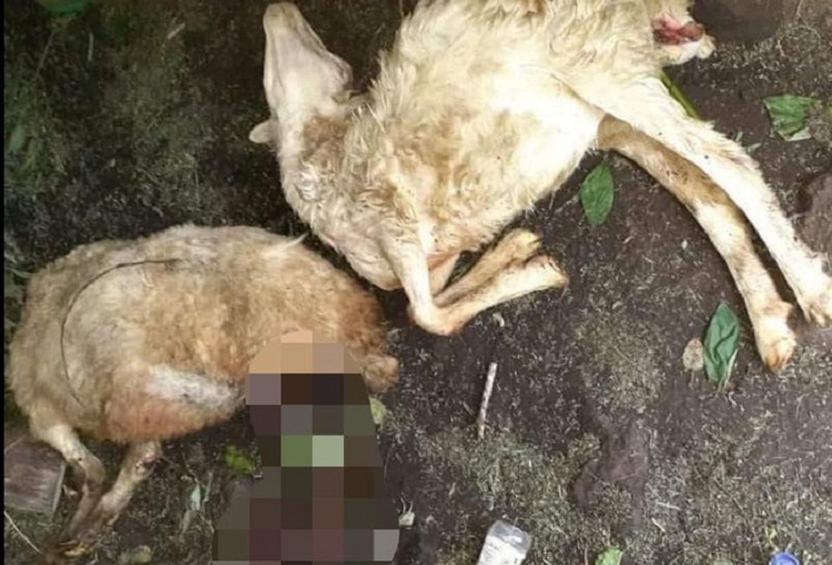 Sejumlah kambing di Bondowoso yang mati misterius sampai terluka. SP/ DECOM