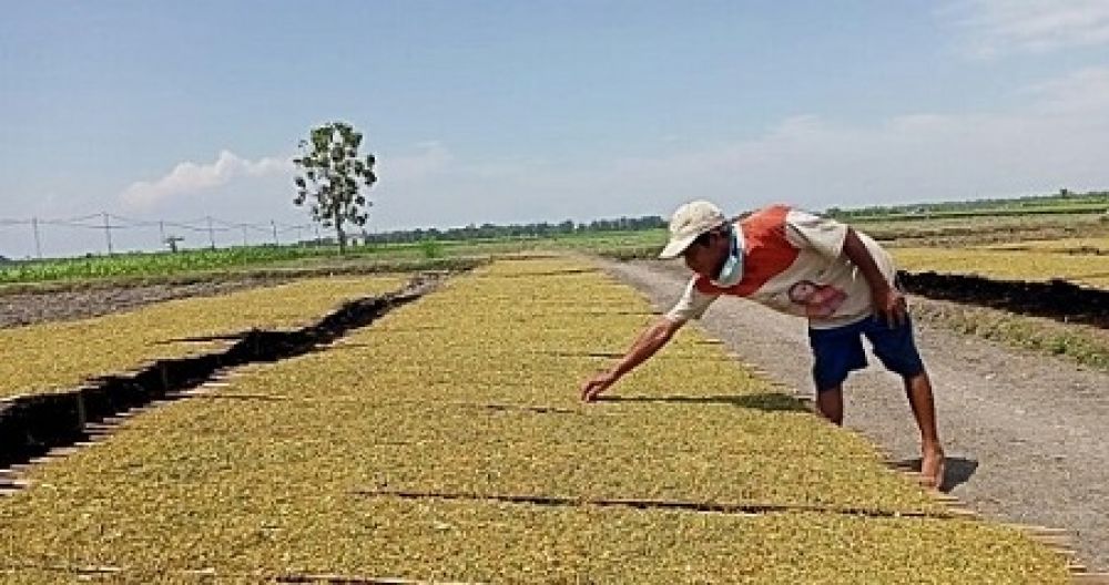Petani tembakau kini menghadapi anjloknya harga tembakau di pasaran. SP/ JT