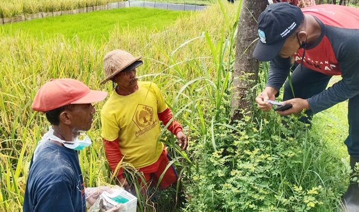 Petani Sumber Duren, Kecamatan Tarokan, Kabupaten Kediri saat akan memasang umpan di sarang tikus. SP/ KDR