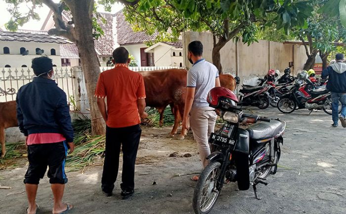Sapi yang dicuri para pelaku diamankan sebagai barang bukti.