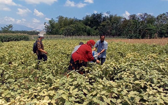 Beberapa ASN Kota Kediri saat membeli sayuran hasil panen langsung dari lahan petani.