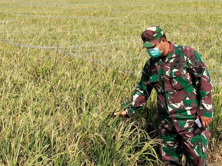 Serma Sutrisno meninjau persawahan Desa Rejeni yang siap panen. SP/Hikmah 