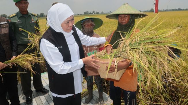 Gubernur Jawa Timur, Khofifah Indar Parawansa saat panen raya padi di Kabupaten Tuban beberapa waktu lalu. Foto: Pemprov Jatim.