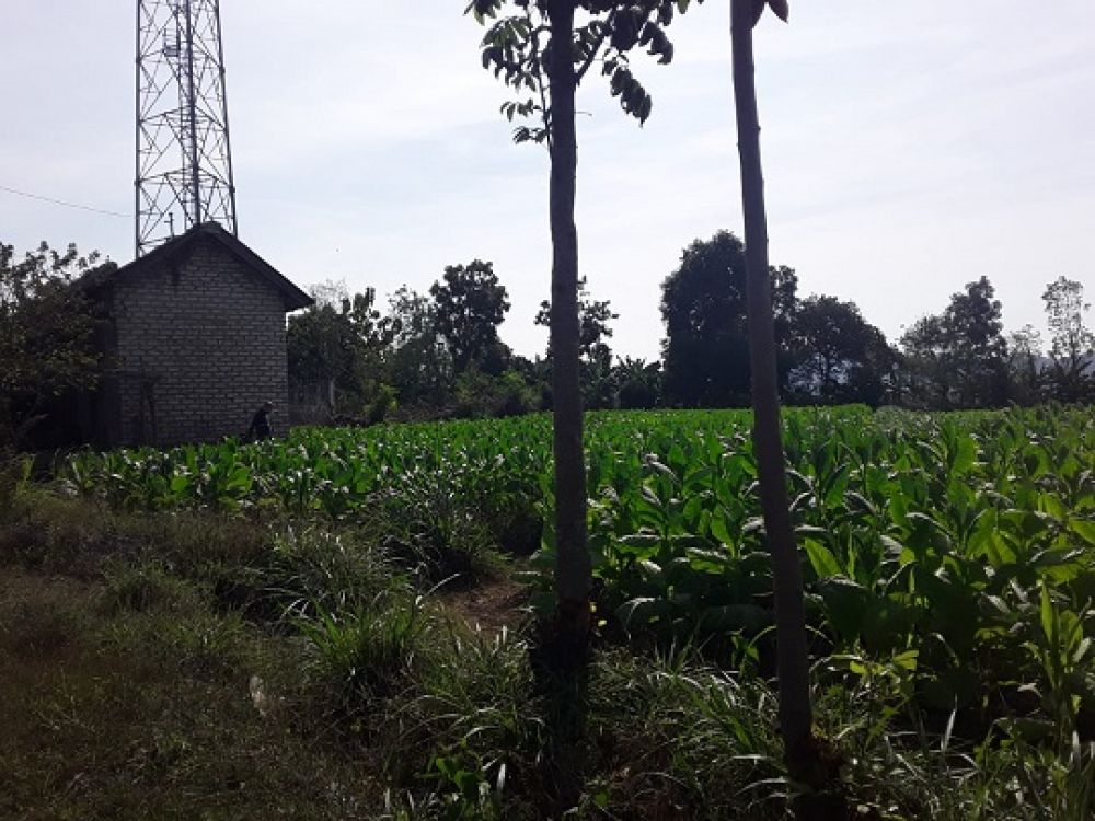 Lokasi tanah yang tak bersertifikat, di Desa ketawang laok kecamatan Guluk-Guluk Kab. Sumenep (ft. Ainur Rahman/ SP)