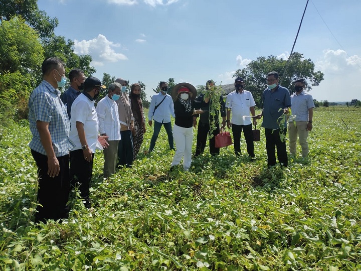 Direktur Percepatan Pembangunan Pariwisata & Ekonomi Kreatif (P3UEK) Sumatera Utara, Lili Ginting saat meninjau hasil panen warga di Kabupaten Lamongan, Jumat (28/5/2021). SP/Arlana