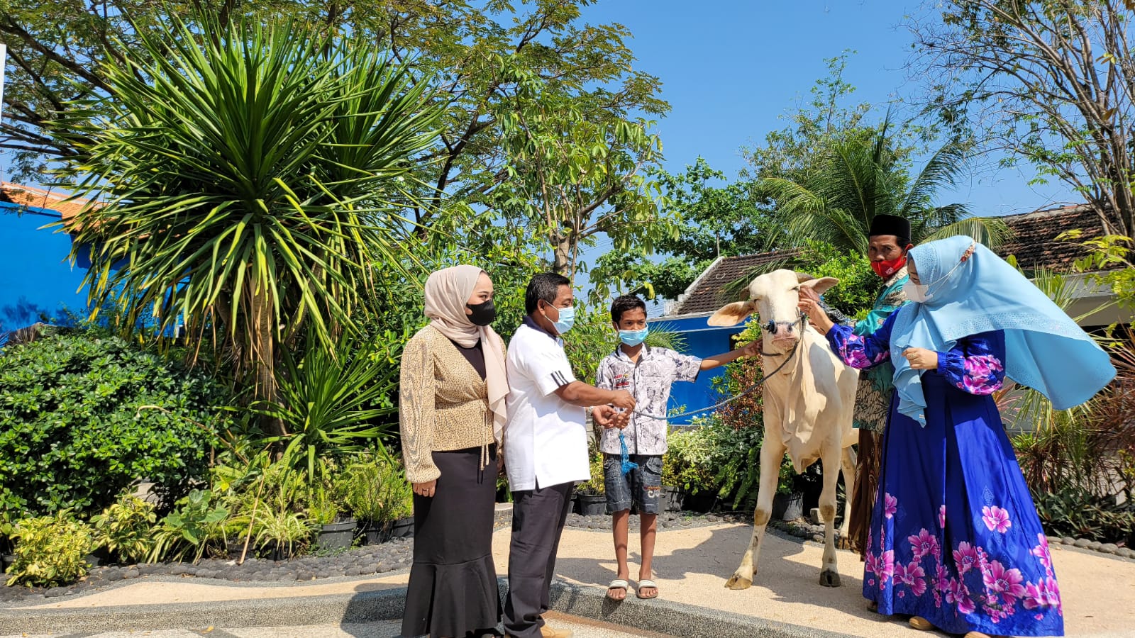 H Samwil saat menyerahkan Satu ekor Sapi dari total 4 Ekor Sapi kepada keluarga Yatim akibat orang tuanya meninggal setelah terkena Covid-19. 