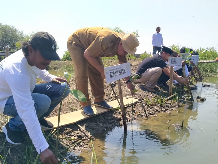 Kepala Dinas Perikanan Gresik Moh Nadlelah mewakili Bupati Gresik saat menanam bibit mangrove di Pulau Cisiu, Desa Pangkahkulon, Kecamatan Ujungpangkah, Gresik. SP/Grs
