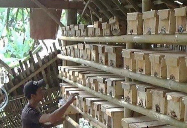 Agus Sutoyo sedang memeriksa sarang lebah klanceng miliknya. SP/ MGT