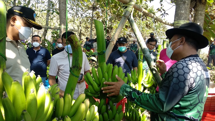 H. Sholahuddin bersama anggota komisi B DPRD Provinsi Jawa Timur dan Kapolres Tuban AKBP Darman, saat memanen pisang Cavendish di Lamongan, Sabtu (14/8/2021). SP/MUHAJIRIN KASRUN